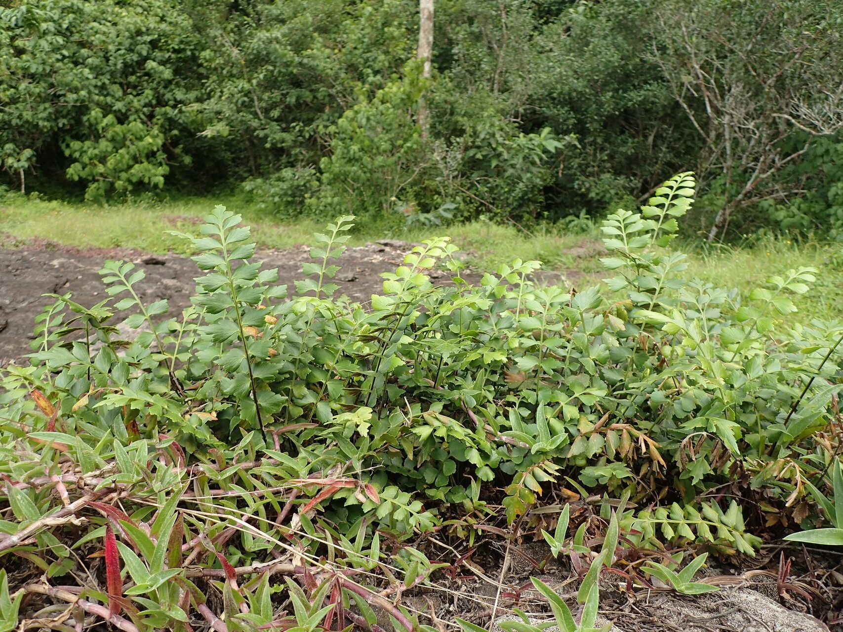 Asplenium stuhlmannii habit