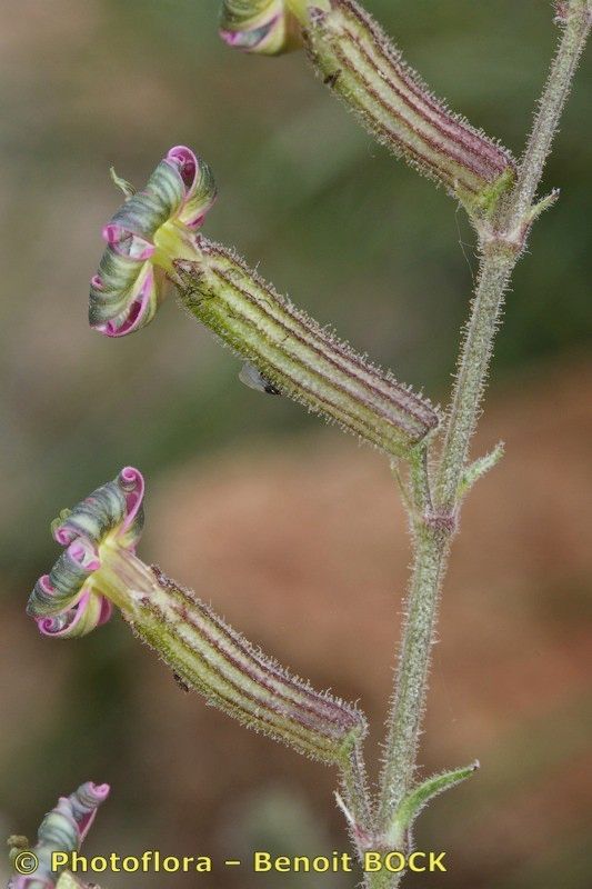 Silene virescens other