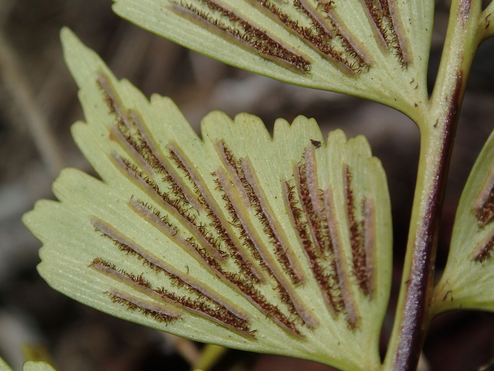 Asplenium stuhlmannii — houseplant care guide