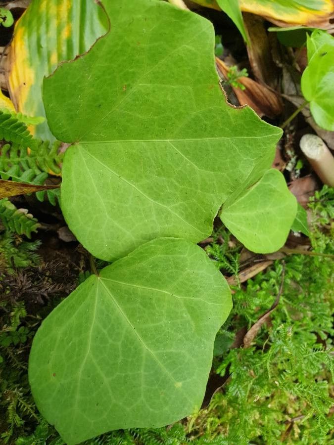 Hedera azorica