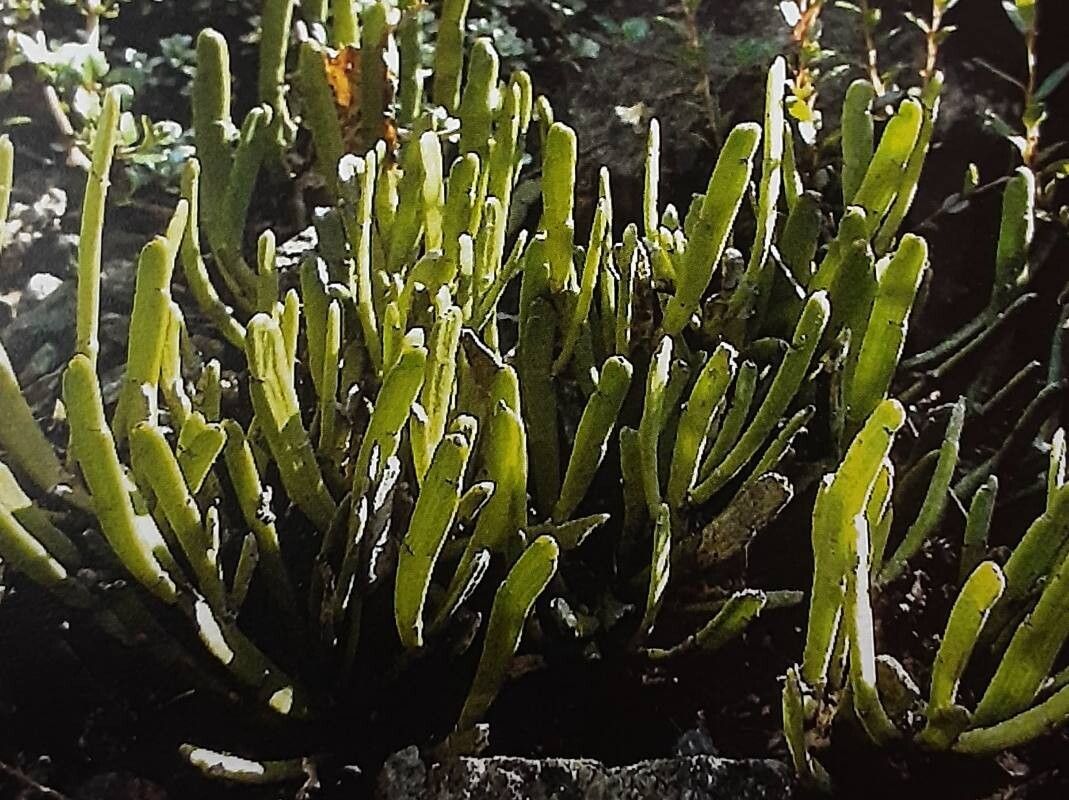 Carmichaelia monroi — related species from the same genus