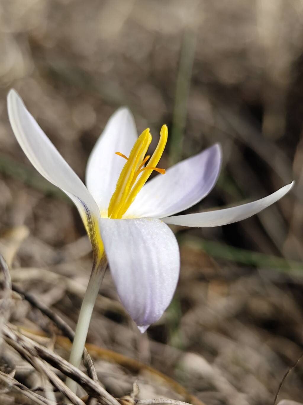 Crocus randjeloviciorum — houseplant care guide