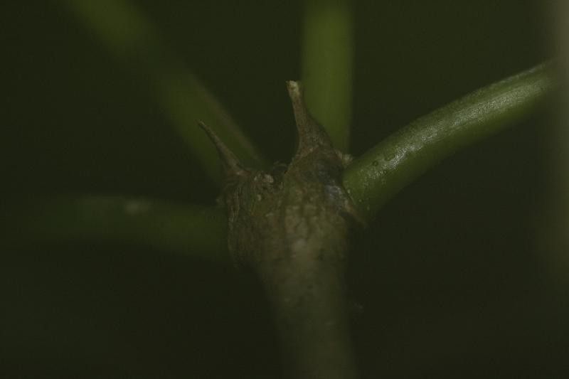 Carapichea guianensis bark