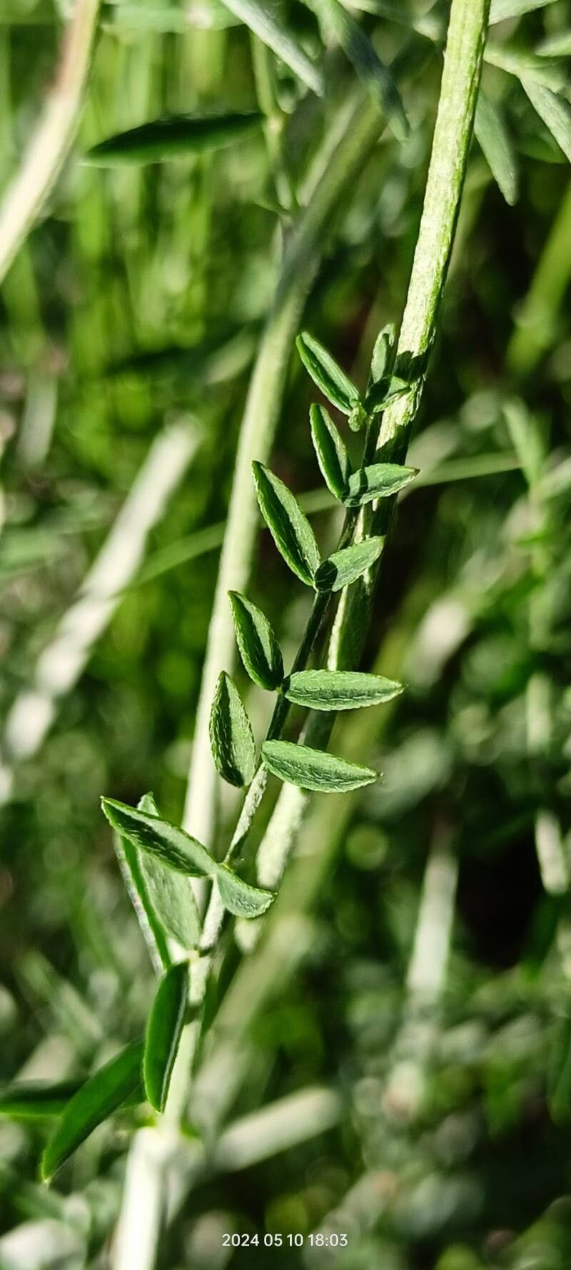 Astragalus varius — houseplant care guide