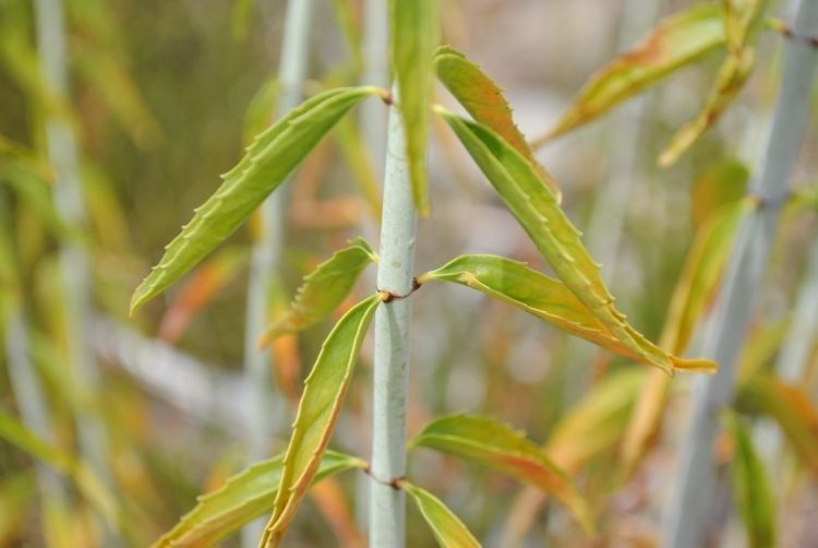 Keckiella ternata fruit