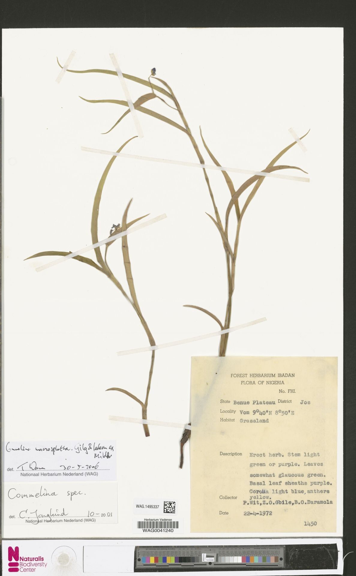 Commelina macrospatha — search result for 'Commelina'