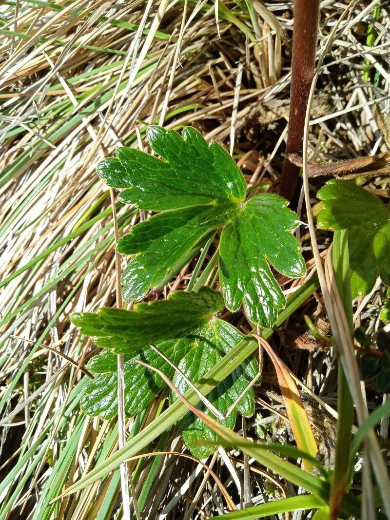 Ranunculus gusmannii — houseplant care guide