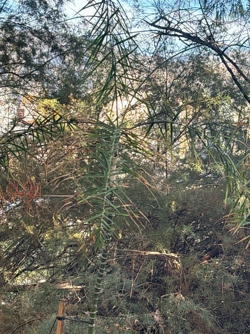 Chamaedorea brachypoda