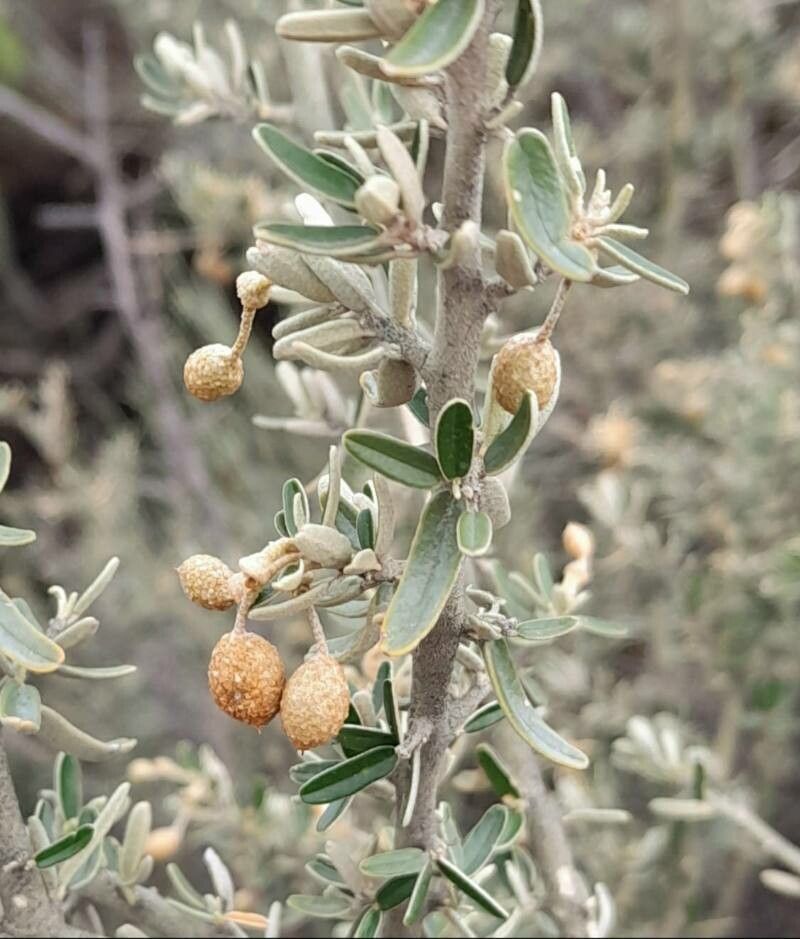 Morisonia atamisquea fruit