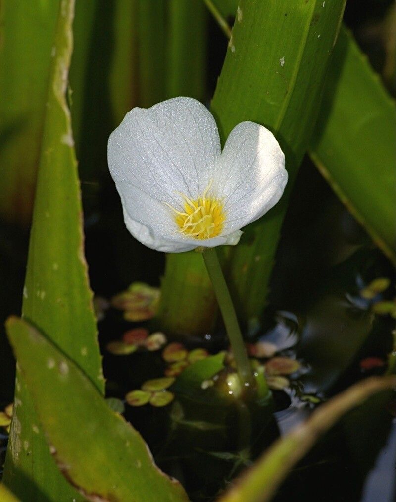 Stratiotes aloides flower