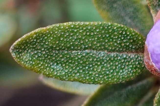 Rhododendron orthocladum leaf