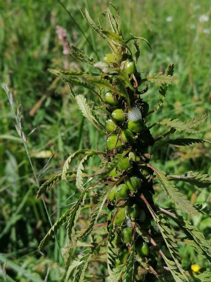 Pedicularis foliosa fruit