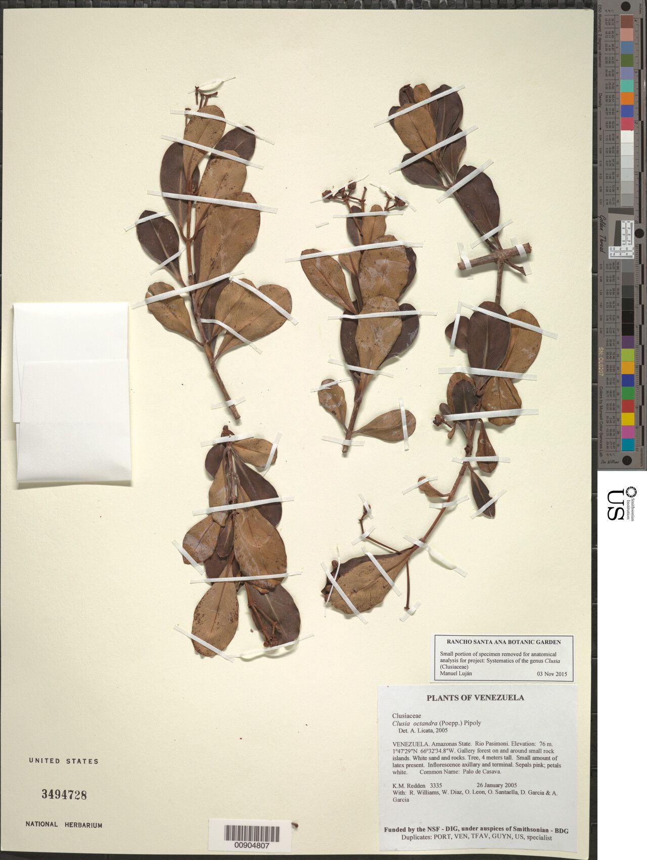 Clusia octandra other