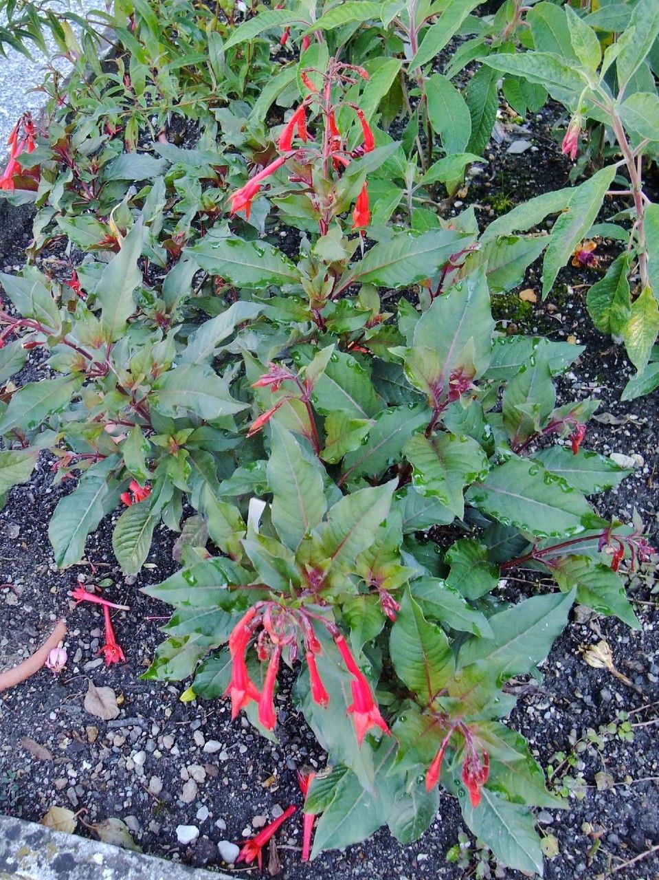 Fuchsia fulgens habit
