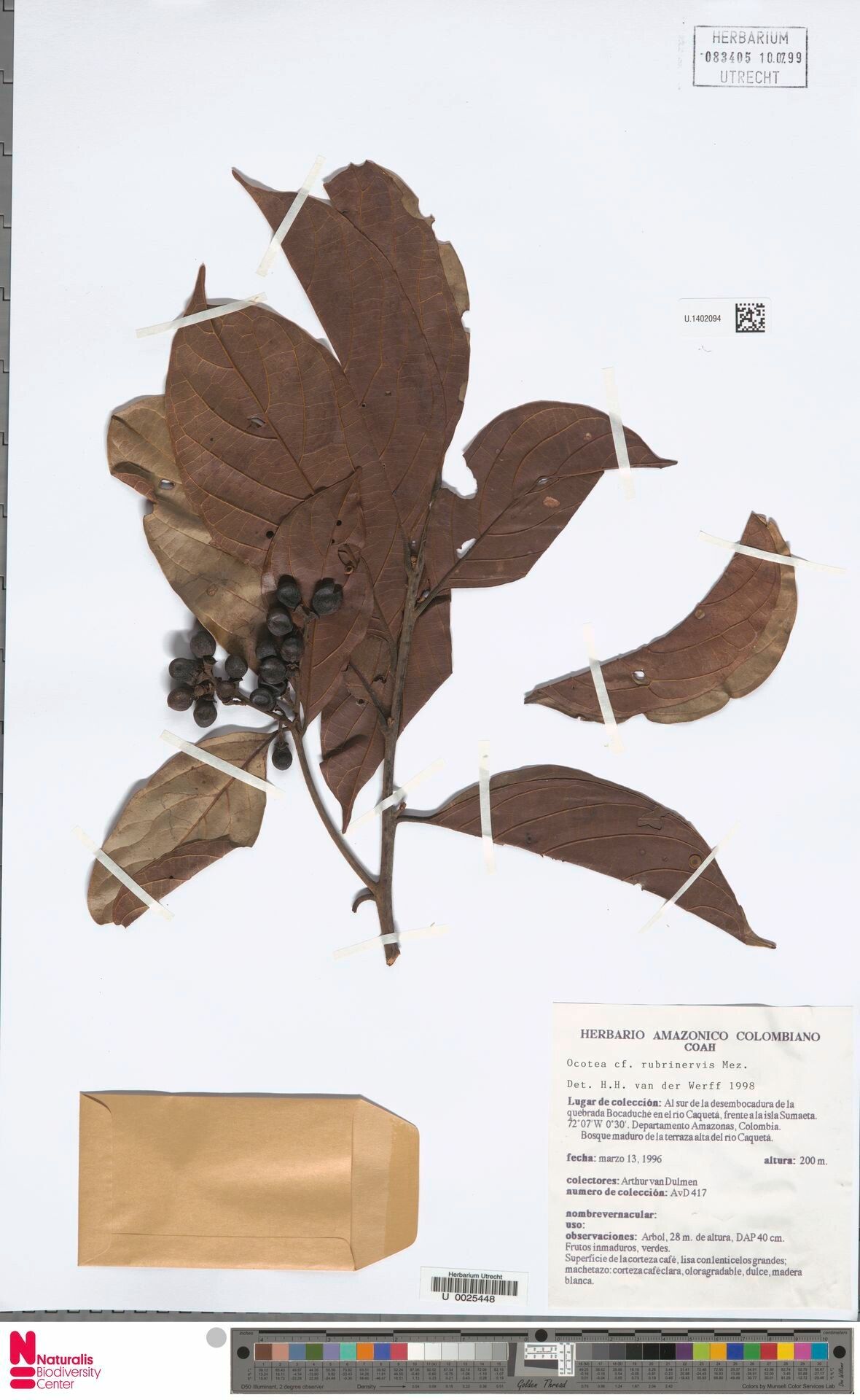 Ocotea rhodophylla fruit