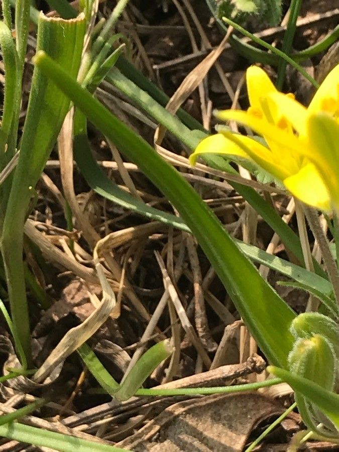 Gagea villosa — search result for 'Sweden'