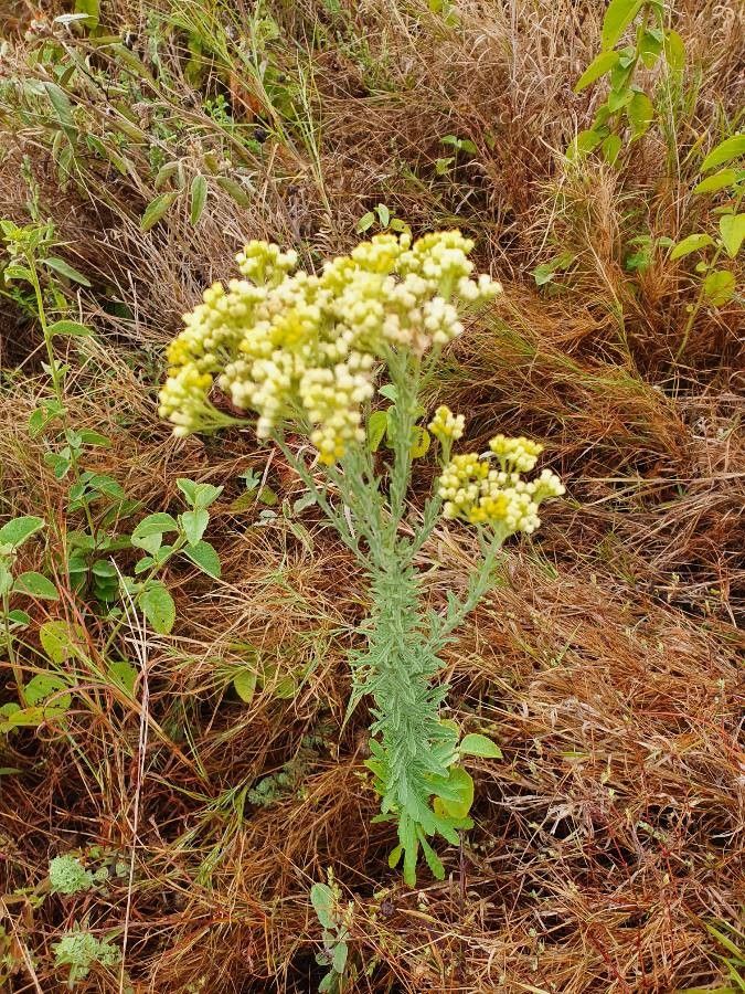 Conyza schimperi flower