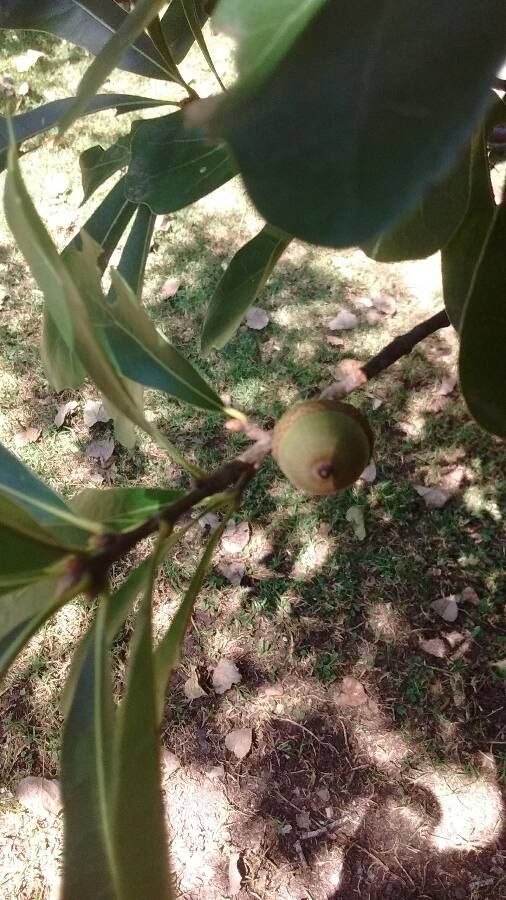 Quercus marilandica fruit