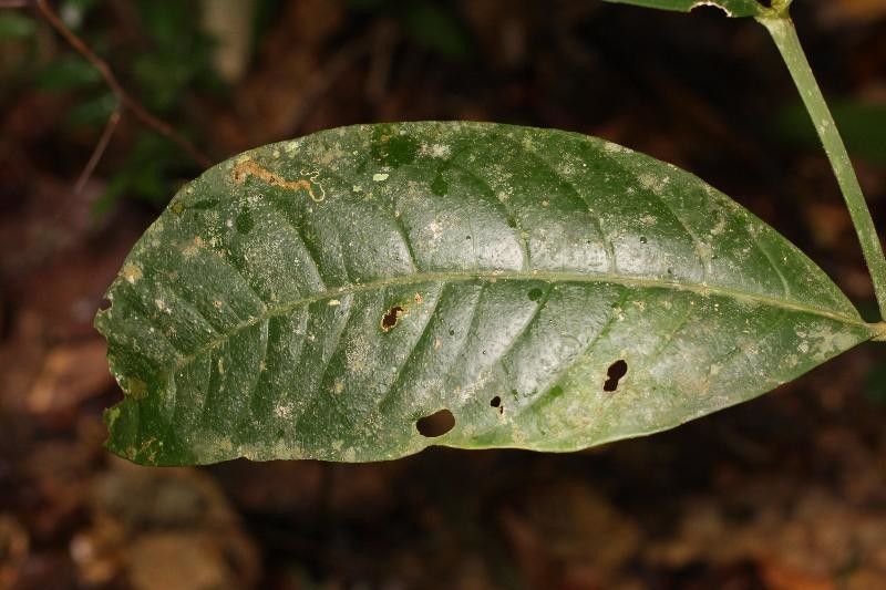 Bonafousia macrocalyx leaf