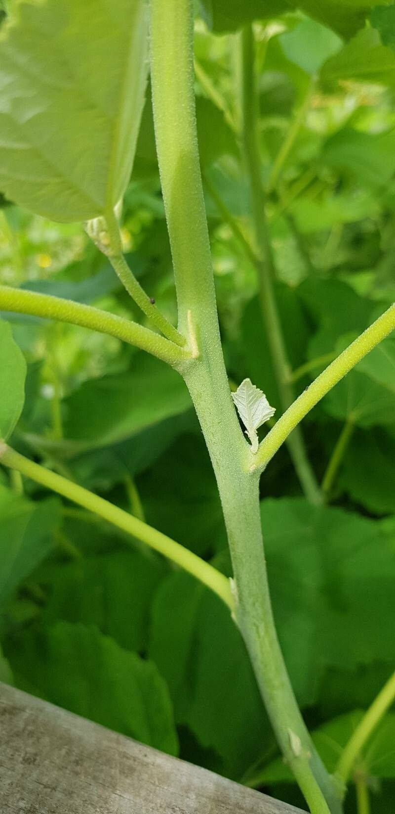 Hibiscus lasiocarpos bark
