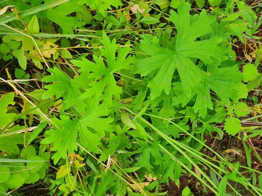 Delphinium leroyi leaf