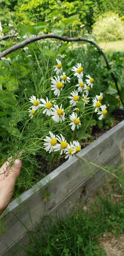 Matricaria recutita flower
