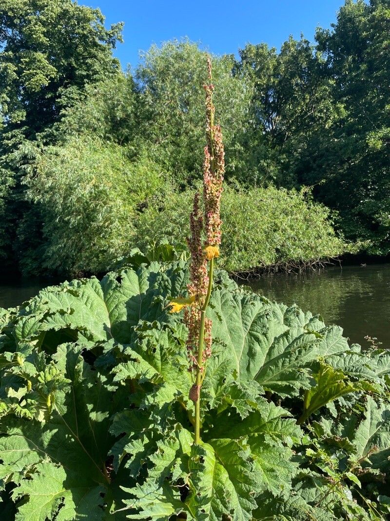 Rheum palmatum fruit