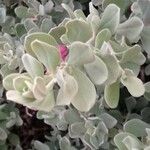 Leucophyllum frutescens