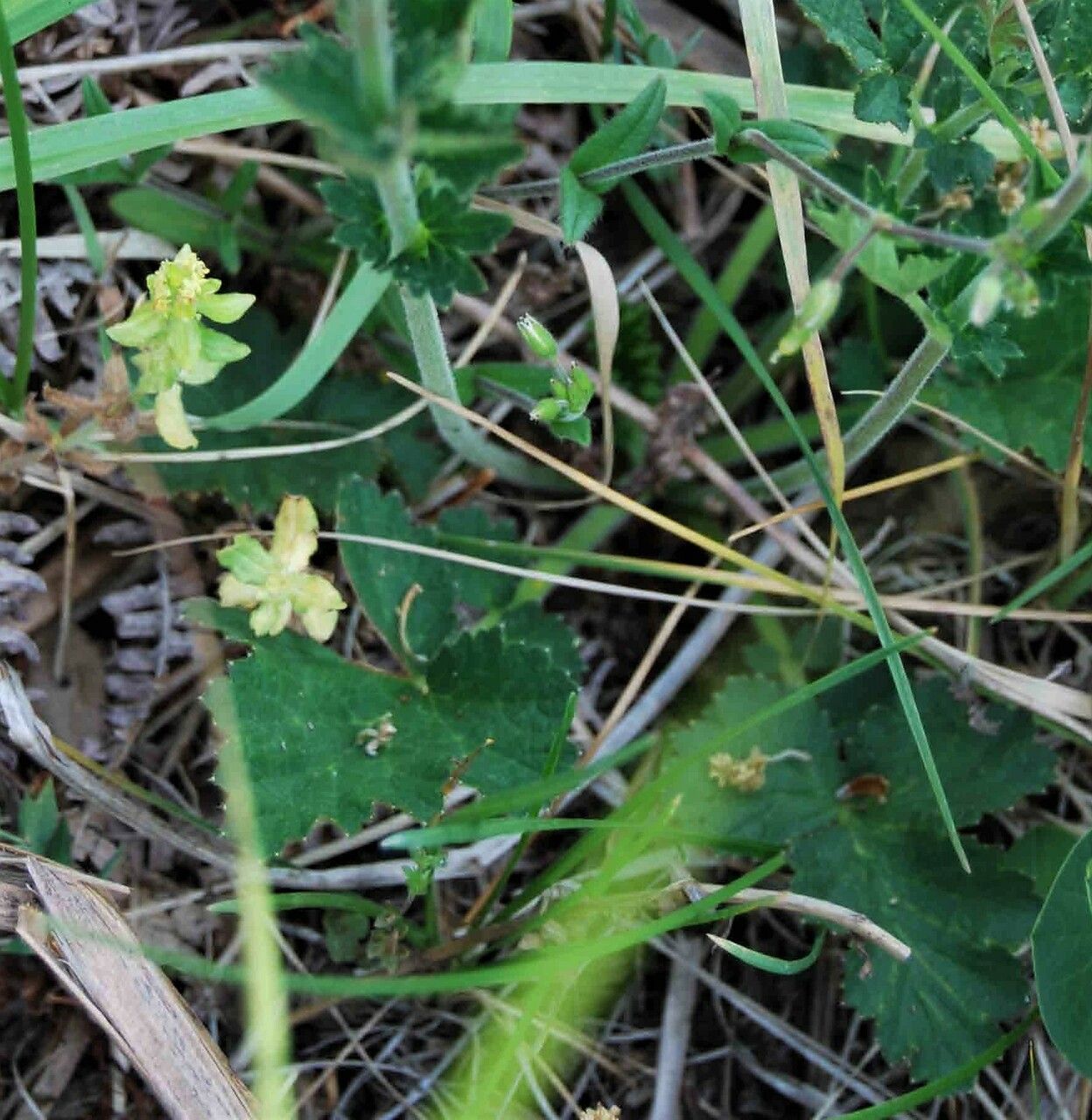 Geum pyrenaicum leaf