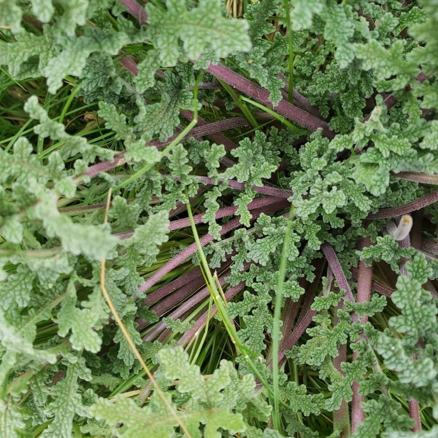 Salvia columbariae bark