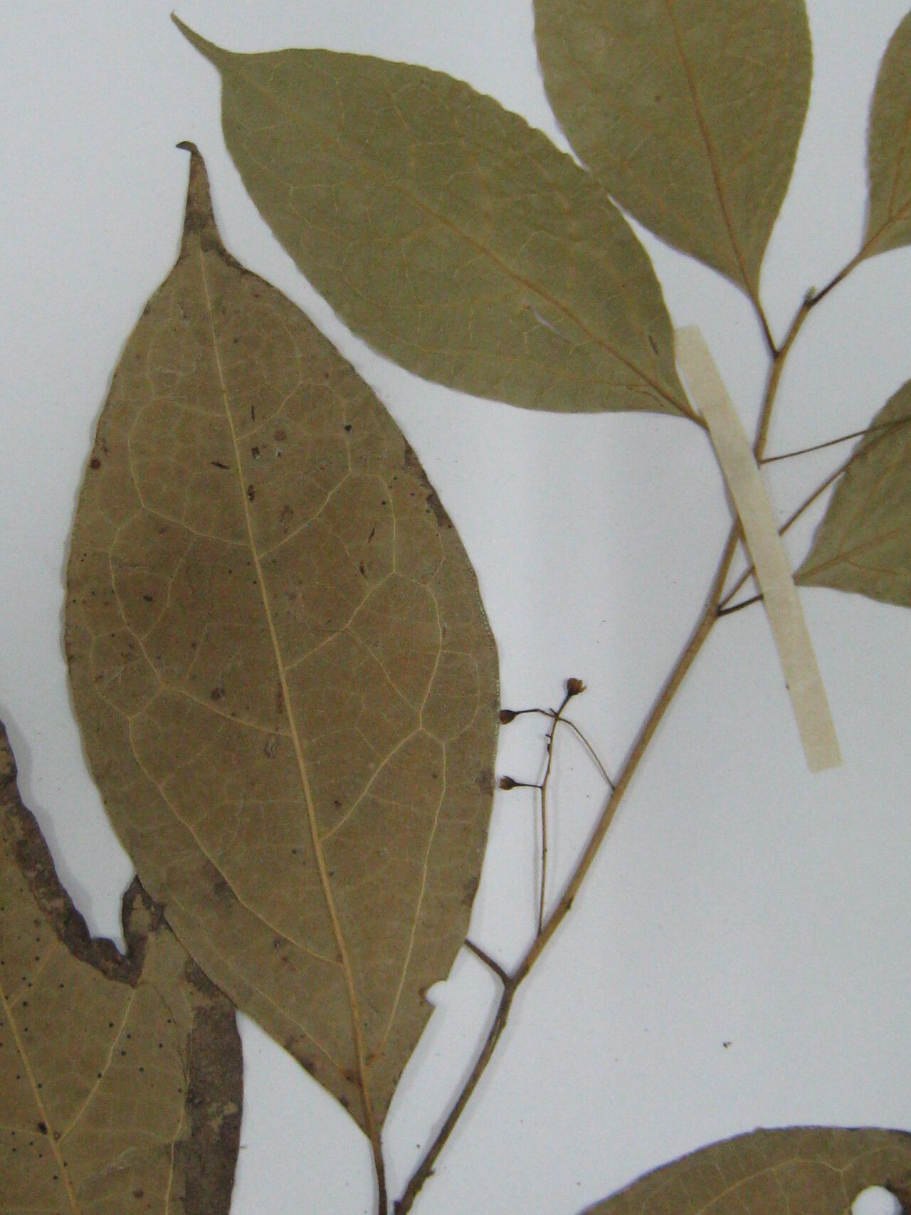 Cinnamomum triplinerve flower