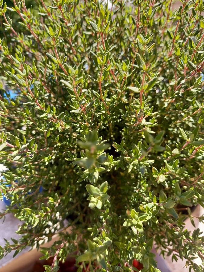 Thymus × aitanae — search result for 'Thymus'