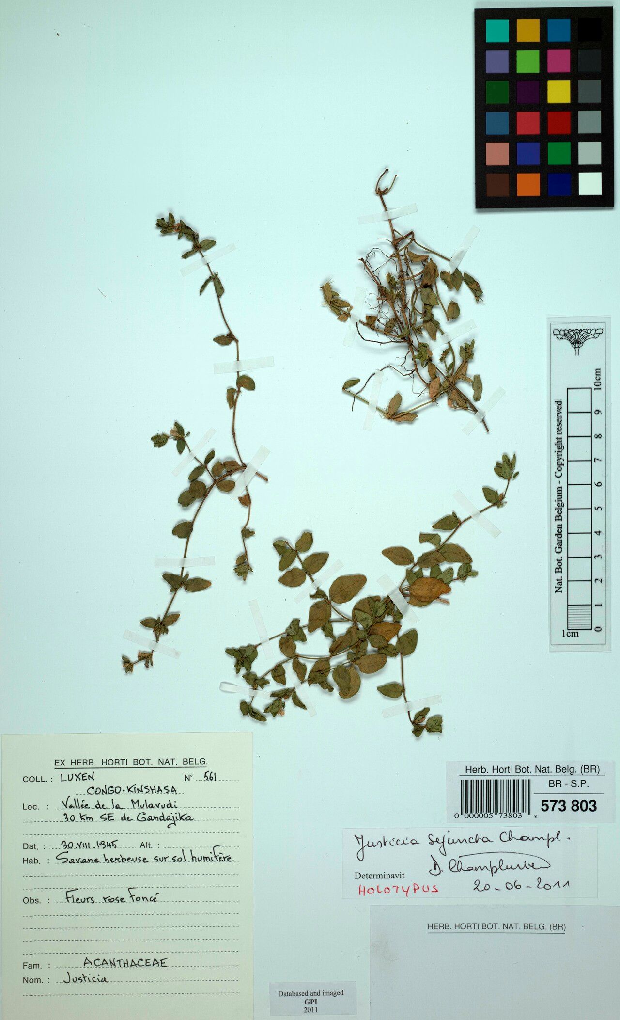 Justicia sejuncta — houseplant care guide