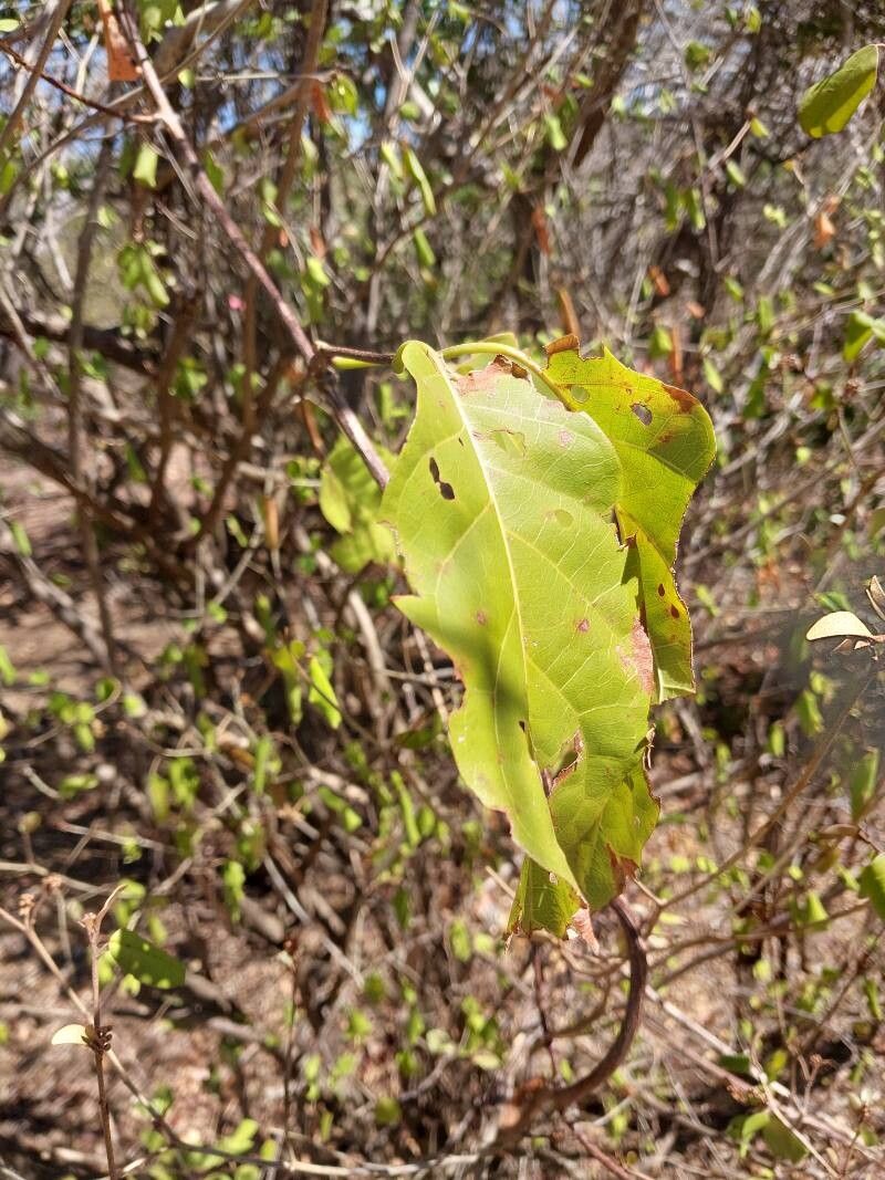 Croton bernieri — houseplant care guide