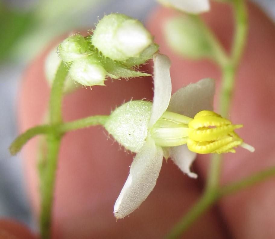 Centradenia paradoxa flower