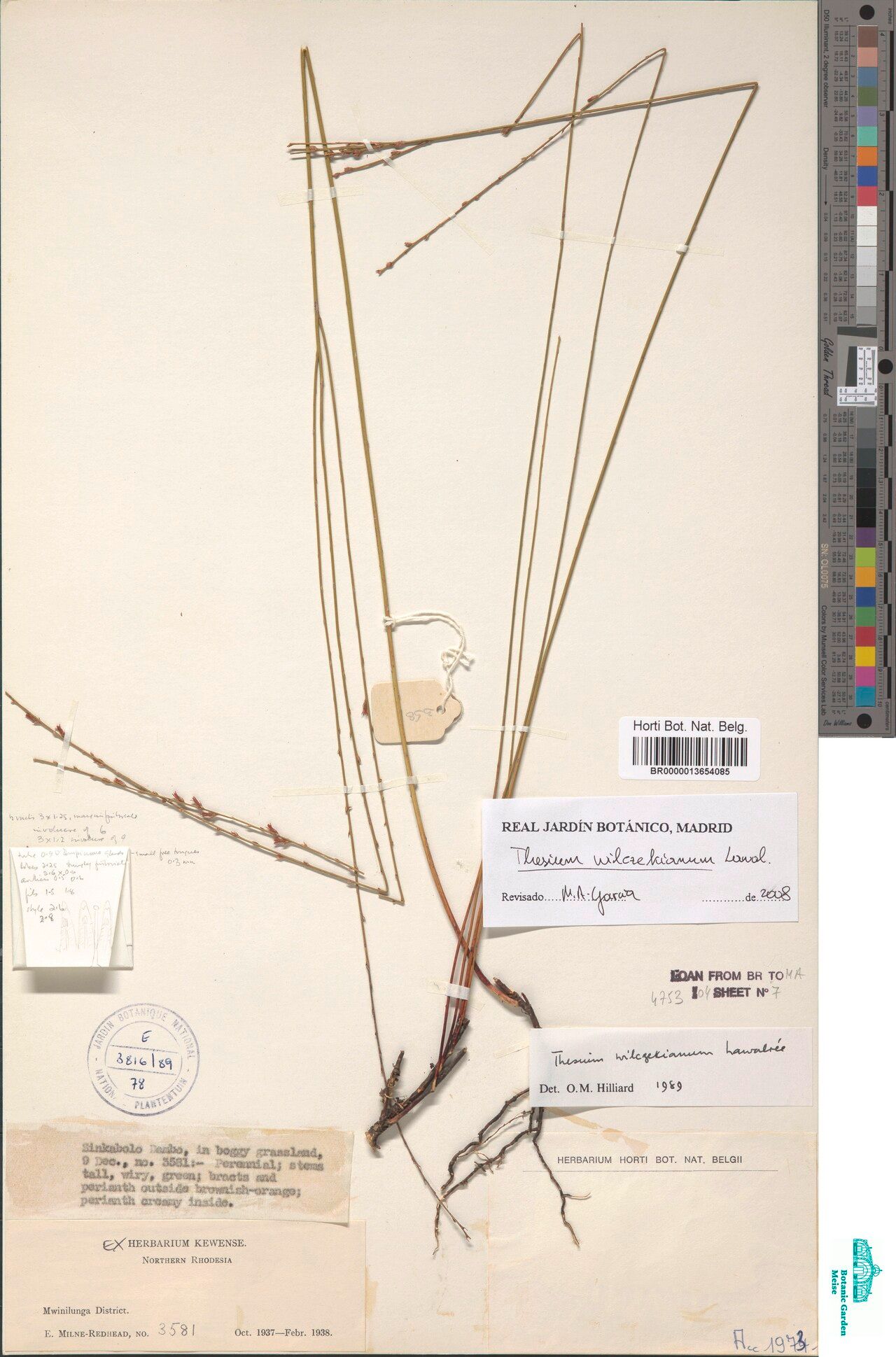 Thesium wilczekianum — search result for 'Thesium'