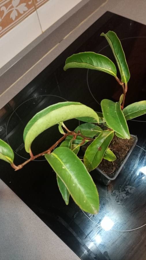 Kadsura japonica — search result for 'Magnolia'