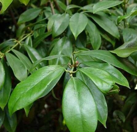 Illicium lanceolatum leaf