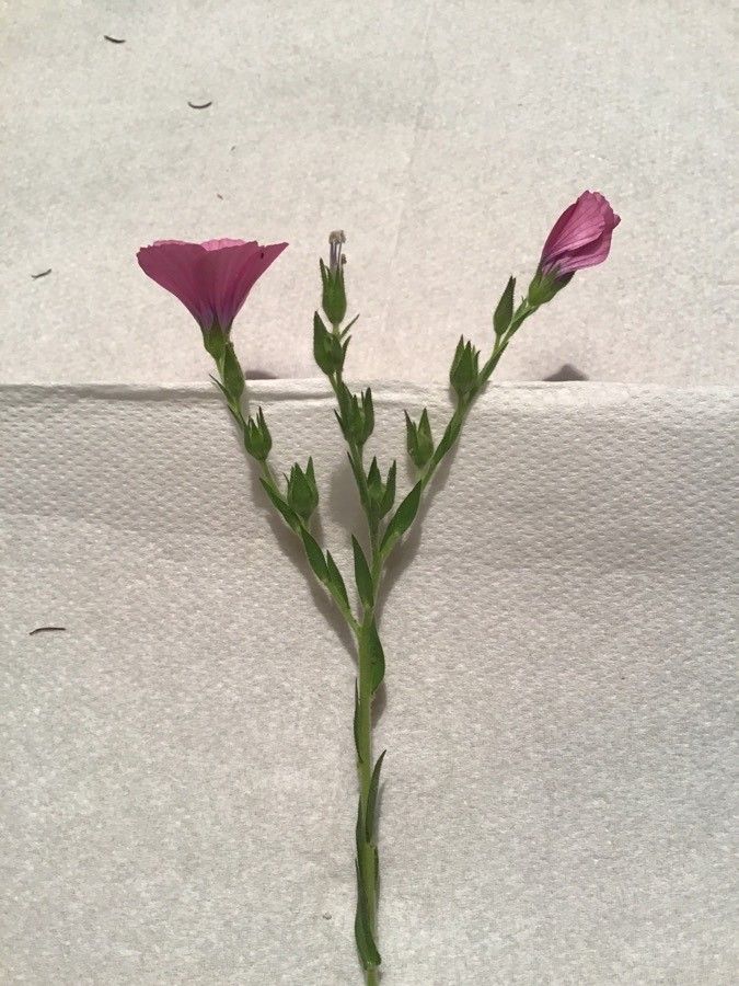 Linum viscosum habit