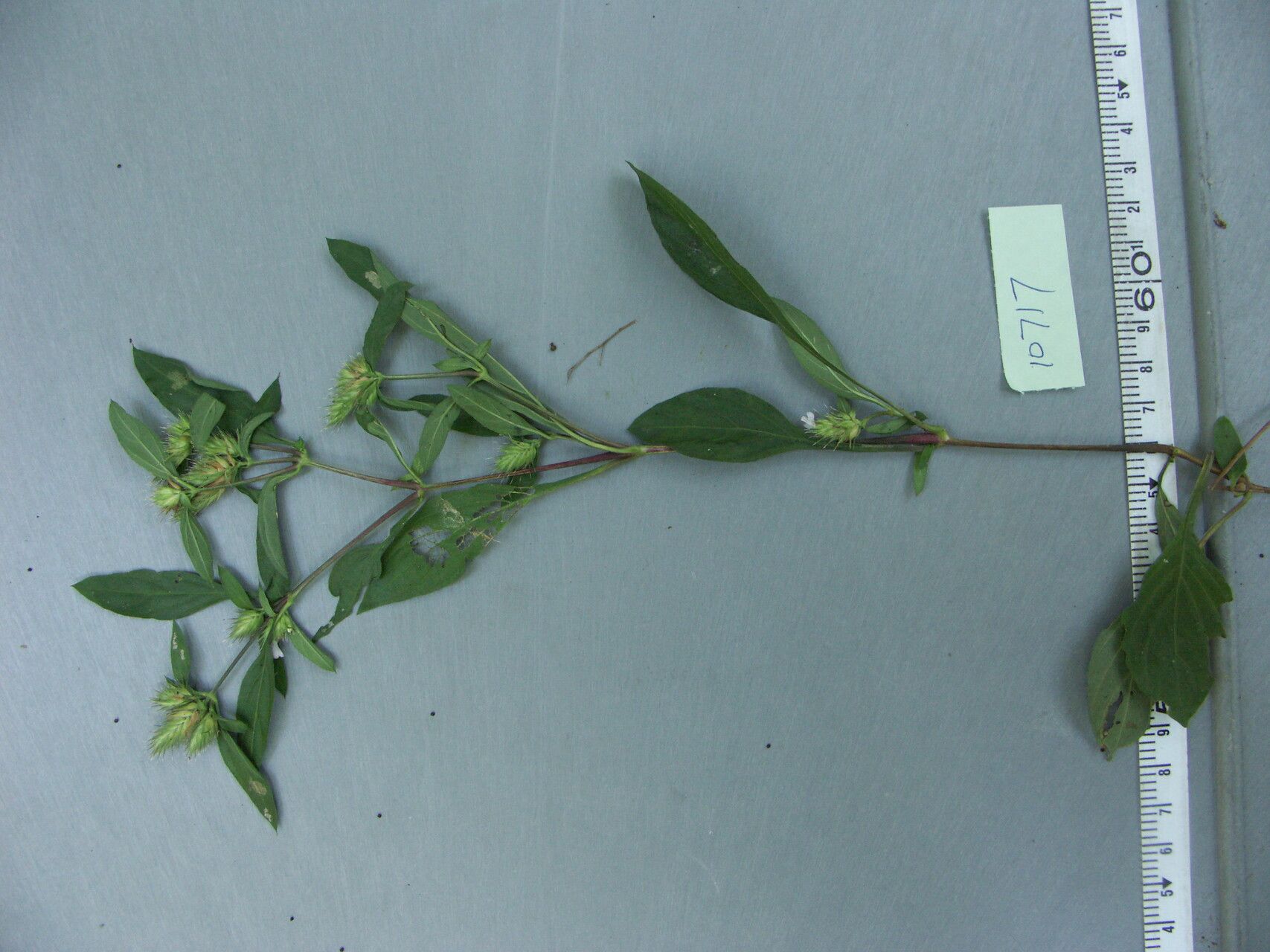 Lepidagathis eucephala — houseplant care guide