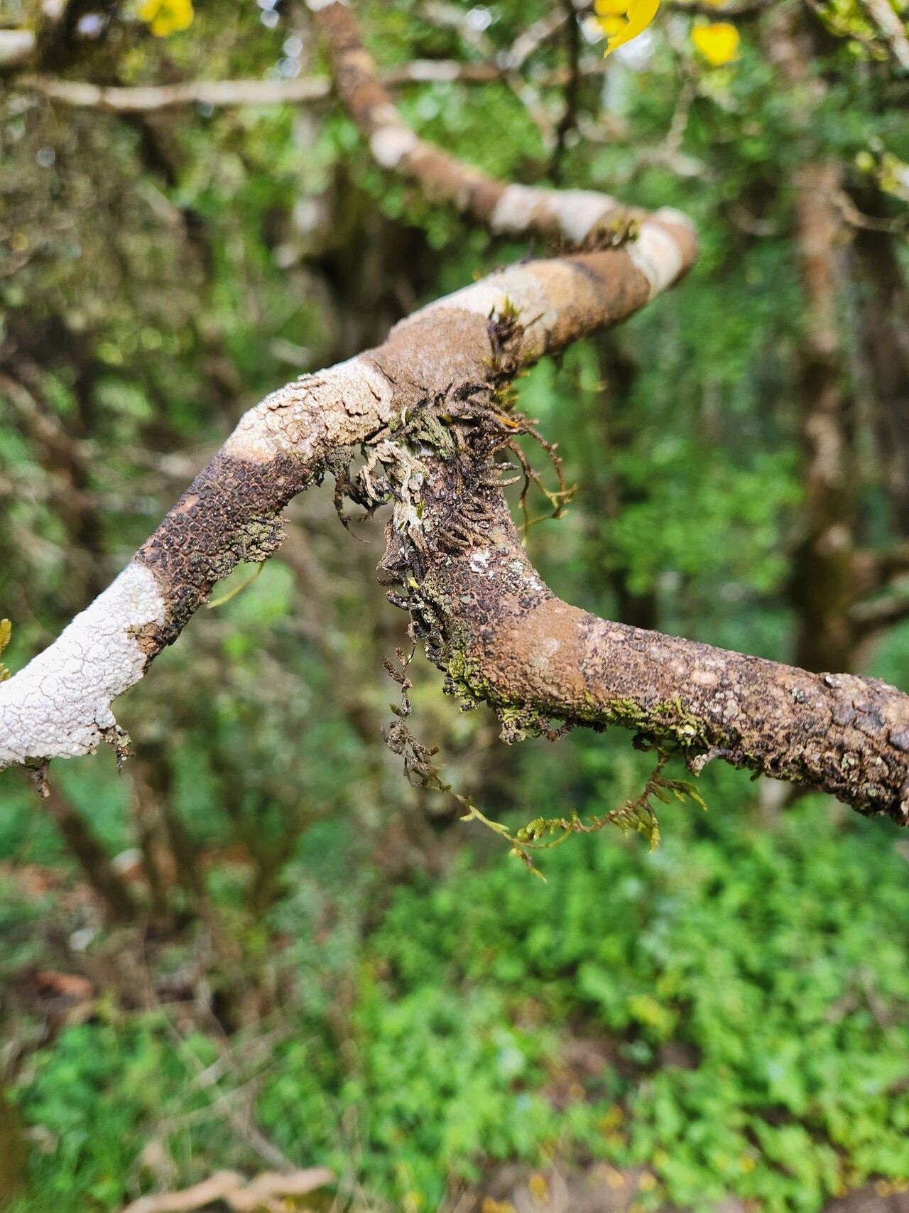 Ochna insculpta bark