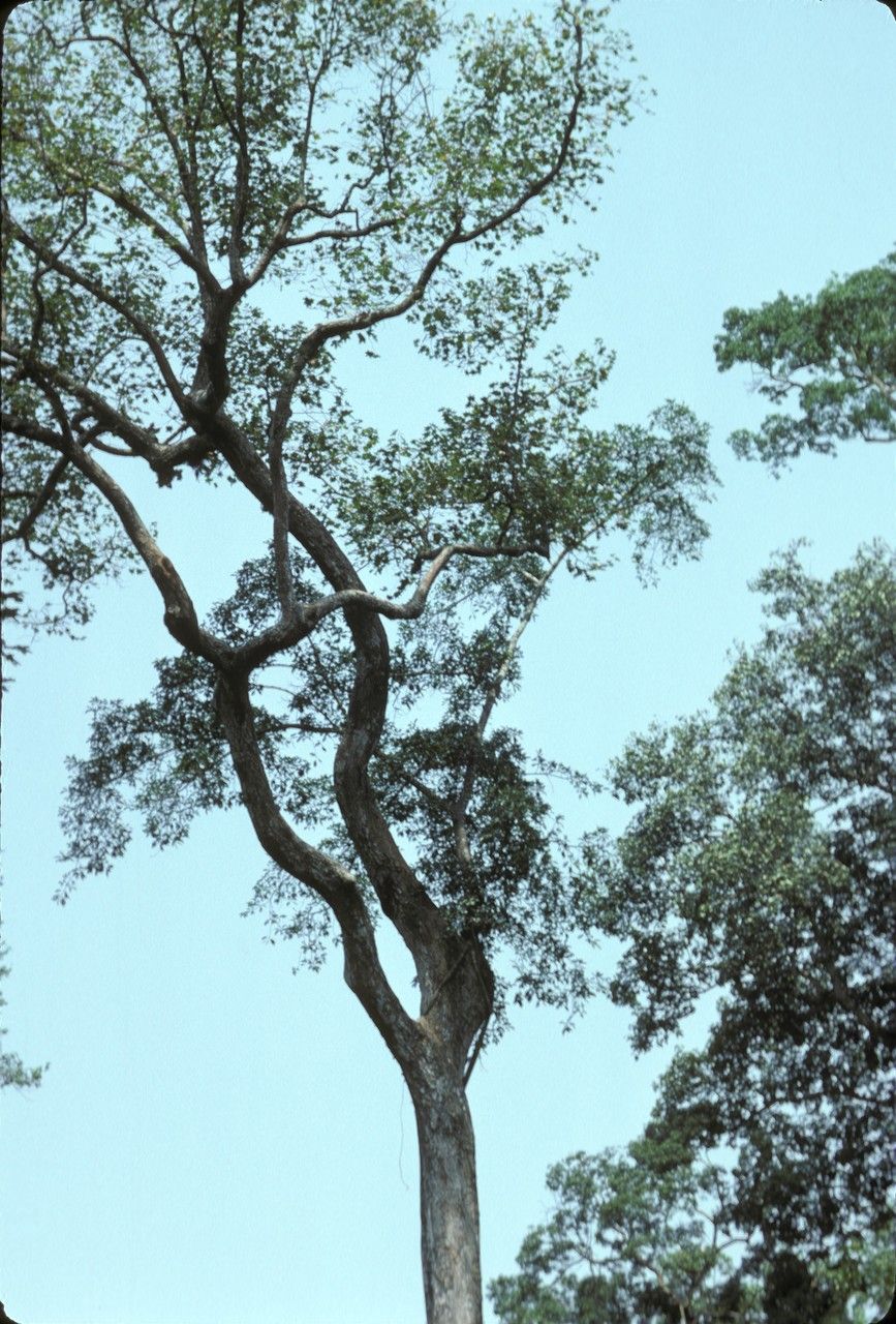 Ficus recurvata — houseplant care guide