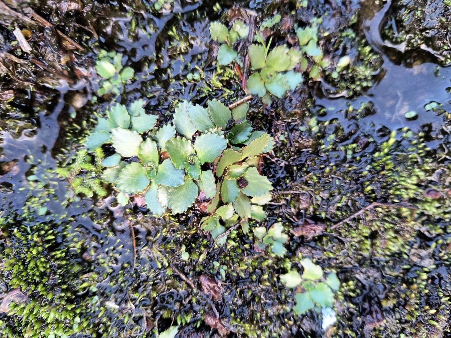 Micranthes rufidula — houseplant care guide