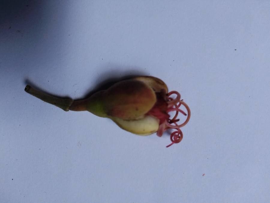 Eperua falcata flower