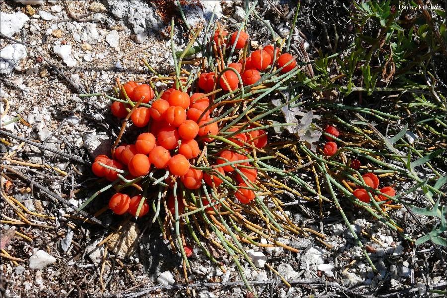 Ephedra monosperma — search result for 'Ephedra'