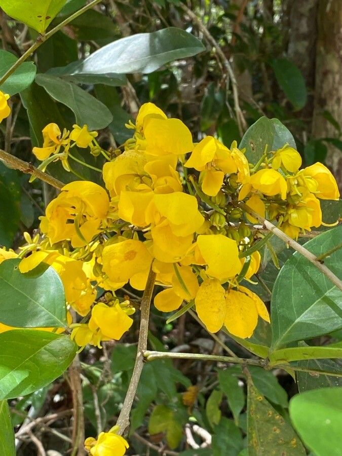 Chamaecrista ensiformis flower