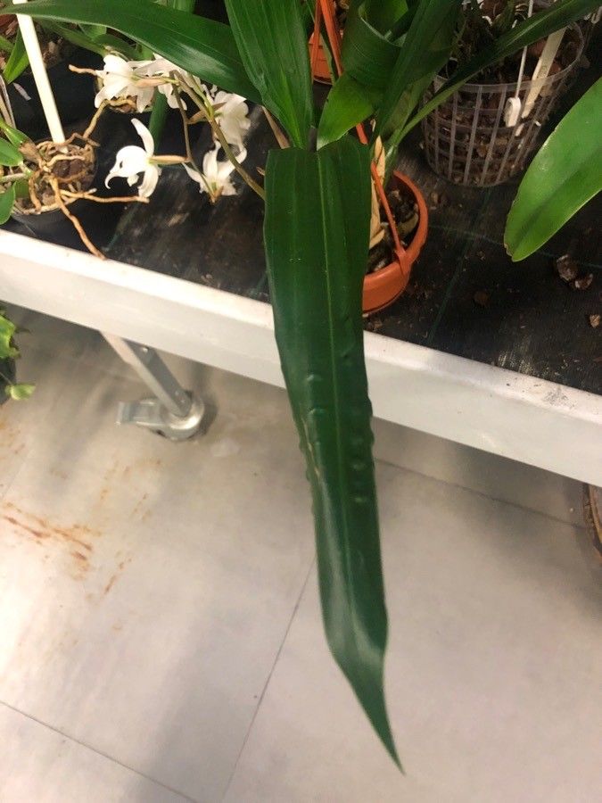 Coelogyne nervosa leaf