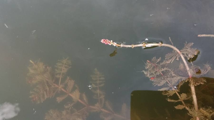 Myriophyllum spicatum flower