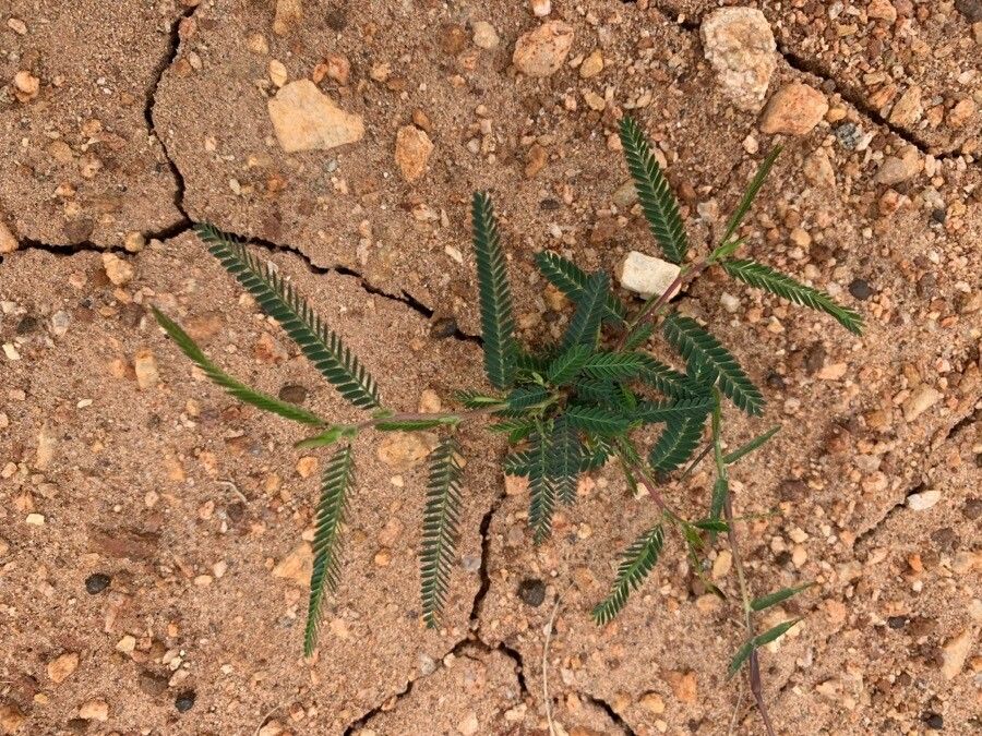 Chamaecrista mimosoides — search result for 'Cassia'