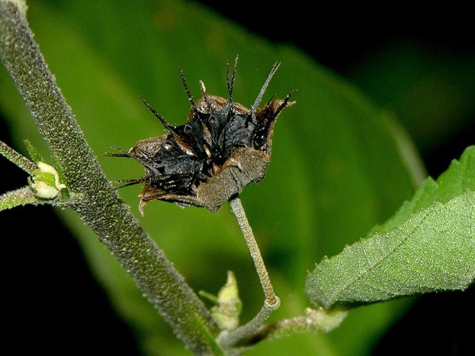 Sida setosa fruit